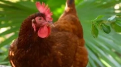 Kuřecí plyny a jak se jich zbavit